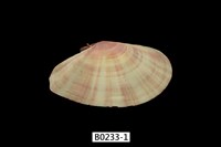 藏品(月光櫻蛤)的圖片